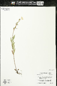 Oenothera perennis image