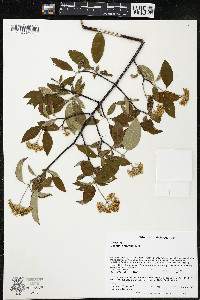 Cornus amomum var. schuetzeana image