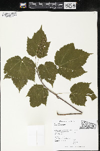 Acer spicatum image