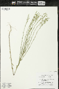 Linum sulcatum image