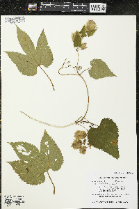 Humulus lupulus var. lupuloides image