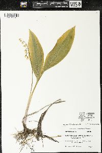 Convallaria majalis image