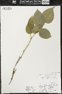 Smilax tamnoides image