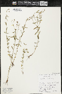 Hypericum canadense image