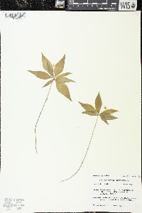 Trientalis borealis image