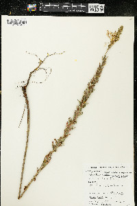 Oenothera clelandii image