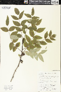 Zanthoxylum americanum image