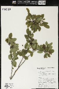 Ilex mucronata image