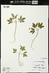 Panax trifolius image