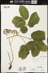 Aralia nudicaulis image