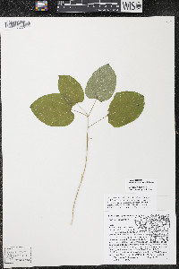 Smilax ecirrhata image