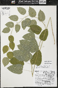 Smilax lasioneura image