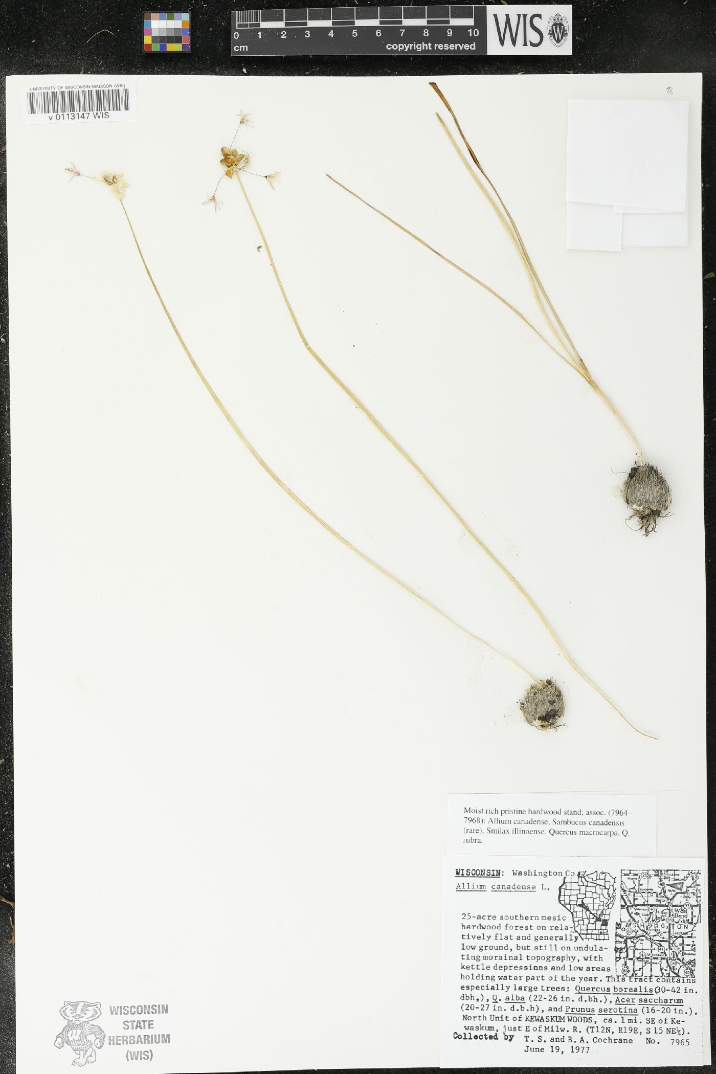 Allium canadense image