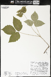 Toxicodendron rydbergii image