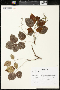 Metopium toxiferum image