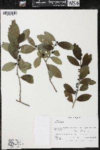 Ilex cassine image