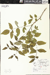 Zanthoxylum americanum image