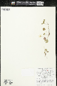 Oxalis montana image