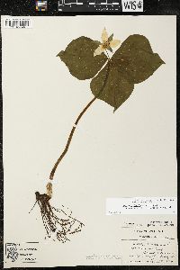 Trillium flexipes image