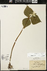 Trillium flexipes image