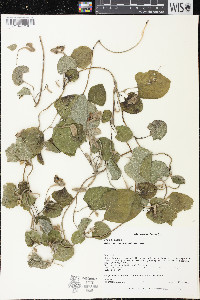 Isotrema tomentosa image