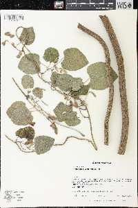 Isotrema tomentosa image