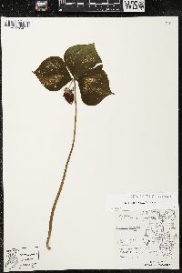 Trillium cernuum image