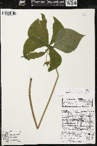 Trillium cernuum image