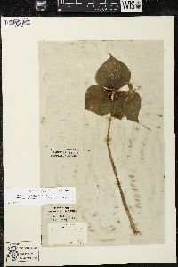 Trillium cernuum image