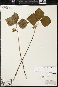 Trillium cernuum image