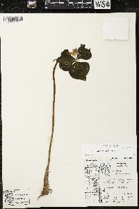 Trillium cernuum image