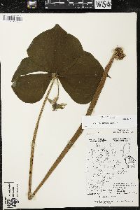 Trillium cernuum image