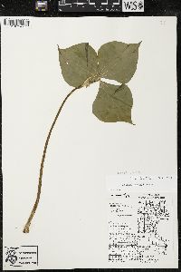 Trillium cernuum image