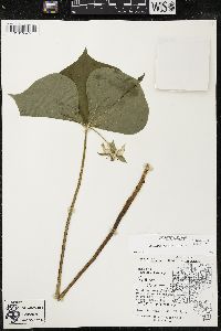 Trillium cernuum image