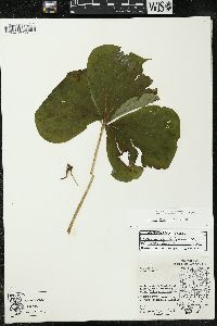 Trillium flexipes image