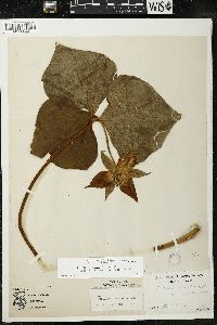 Trillium flexipes image