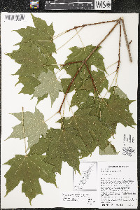 Acer saccharum var. saccharum image