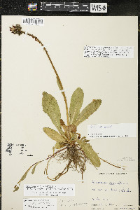 Hieracium aurantiacum image