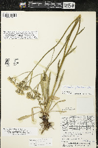 Hieracium piloselloides image