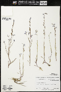 Lobelia kalmii image