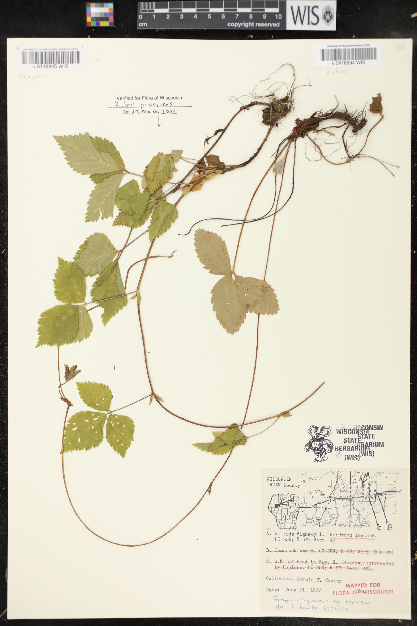 Fragaria virginiana image
