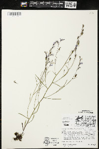 Lobelia kalmii image