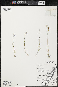 Lobelia kalmii image