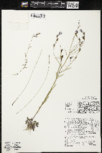 Lobelia kalmii image