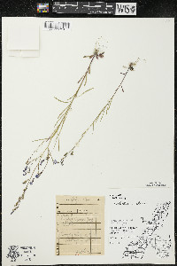 Lobelia kalmii image