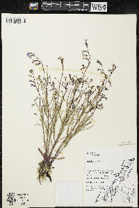 Lobelia kalmii image