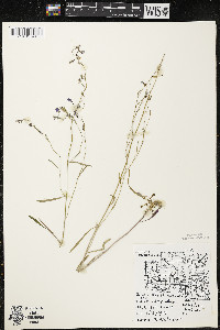 Lobelia kalmii image