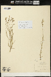 Lobelia kalmii image