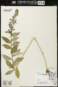 Lobelia siphilitica var. siphilitica image