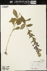 Lobelia siphilitica var. siphilitica image